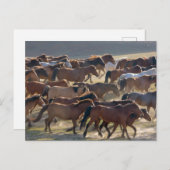 Pferde auf der Ranch, Innere Mongolei, China Postkarte (Vorne/Hinten)