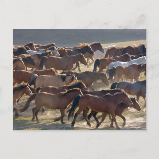 Pferde auf der Ranch, Innere Mongolei, China Postkarte (Vorderseite)