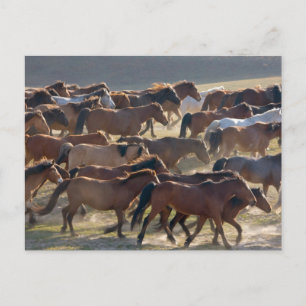 Pferde auf der Ranch, Innere Mongolei, China Postkarte