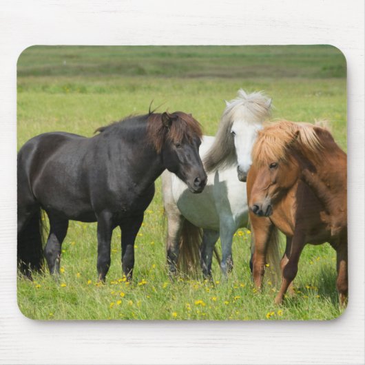 Pferde auf der Ranch, Südisland Mousepad (Vorne)