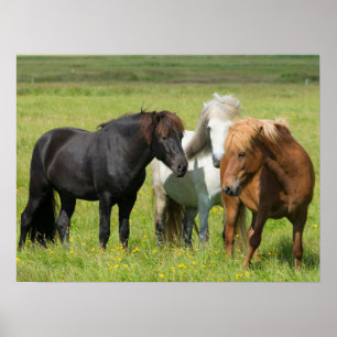 Pferde auf der Ranch, Südisland Poster