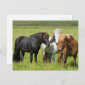Pferde auf der Ranch, Südisland Postkarte (Vorne/Hinten)