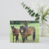 Pferde auf der Weide Postkarte (Stehend Vorderseite)