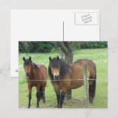 Pferde auf der Weide Postkarte (Vorne/Hinten)