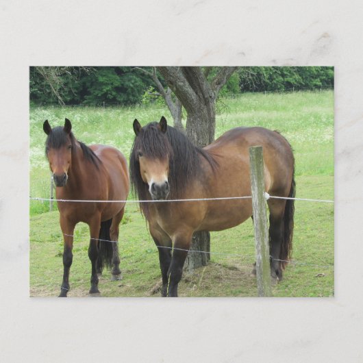 Pferde auf der Weide Postkarte (Vorderseite)