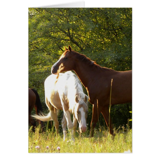 Pferde auf der Wiese (Vorne)