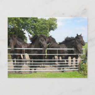 Pferde auf der Zaun-Postkarte Postkarte