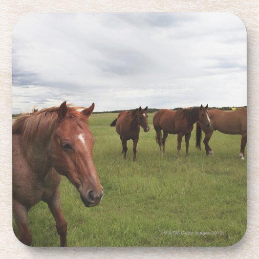 Pferde auf einem Feld Getränkeuntersetzer (Vorderseite)