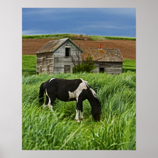 Pferde auf einem Feld im Palouse 2 Poster (Vorne)