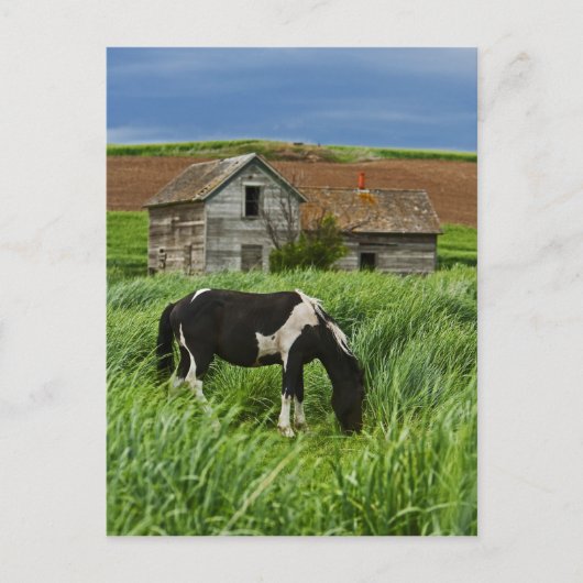 Pferde auf einem Feld im Palouse 2 Postkarte (Vorderseite)
