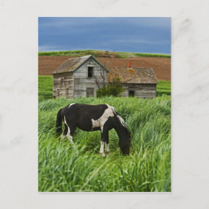 Pferde auf einem Feld in der Palouse 2 betrachten Postkarte