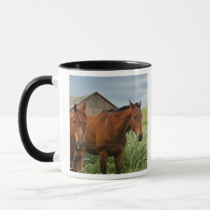 Pferde auf einem Feld in der Palouse 3 Tasse