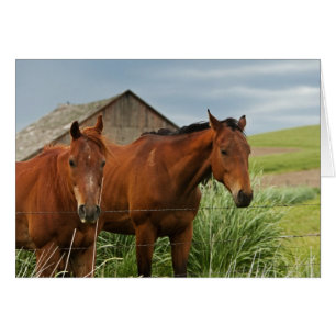 Pferde auf einem Feld in der Palouse betrachten 3