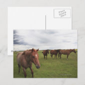 Pferde auf einem Feld Postkarte (Vorne/Hinten)