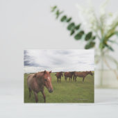 Pferde auf einem Feld Postkarte (Stehend Vorderseite)