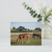 Pferde auf einer Ranch in Alabama Postkarte (Stehend Vorderseite)