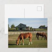 Pferde auf einer Ranch in Alabama Postkarte (Vorne/Hinten)