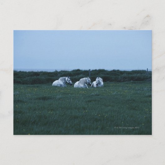 Pferde auf Feld, Perci, Quebec, Kanada Postkarte (Vorderseite)