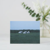 Pferde auf Feld, Perci, Quebec, Kanada Postkarte (Stehend Vorderseite)