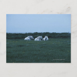 Pferde auf Feld, Perci, Quebec, Kanada Postkarte