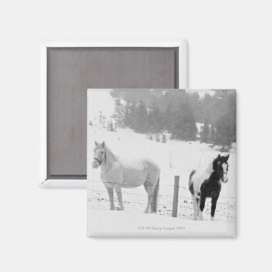 Pferde auf Ranch Magnet (Vorderseite/Rückseite)