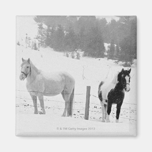 Pferde auf Ranch Magnet (Vorne)