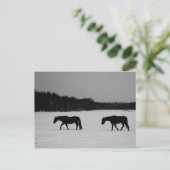 Pferde auf Schnee pccna Postkarte (Stehend Vorderseite)