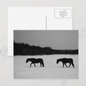 Pferde auf Schnee pccna Postkarte (Vorne/Hinten)