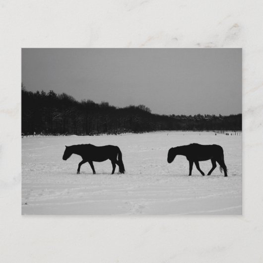 Pferde auf Schnee pccna Postkarte (Vorderseite)