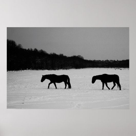 Pferde auf Schnee Wapcna Poster (Vorne)