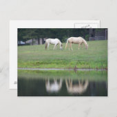 Pferde auf Teich-Postkarte Postkarte (Vorne/Hinten)