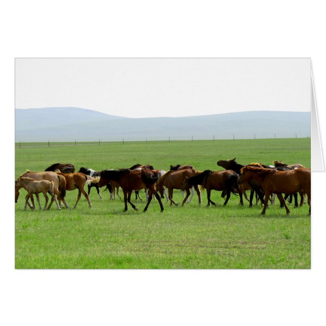 Pferde auf Weide - Landschaftsfotografie (Vorderseite (Horizontal))