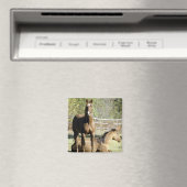 Pferde auf Weide Magnet (In Situ (Geschirrspüler))