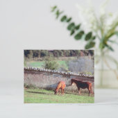 Pferde auf Weide Postkarte (Stehend Vorderseite)