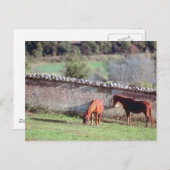 Pferde auf Weide Postkarte (Vorne/Hinten)