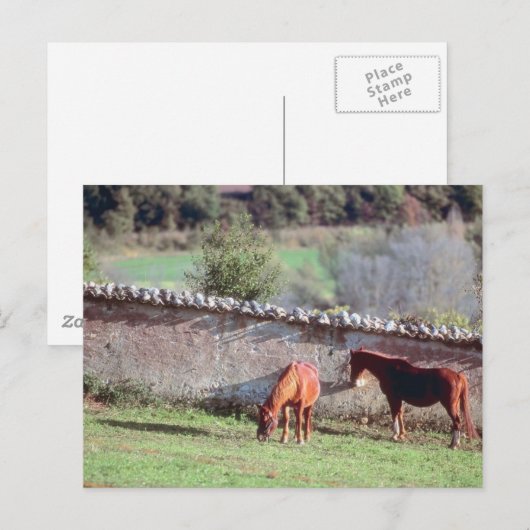 Pferde auf Weide Postkarte (Vorne/Hinten)