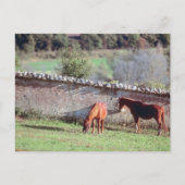 Pferde auf Weide Postkarte (Vorderseite)