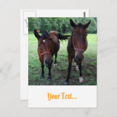 Pferde auf Weide Postkarte (Vorne/Hinten)