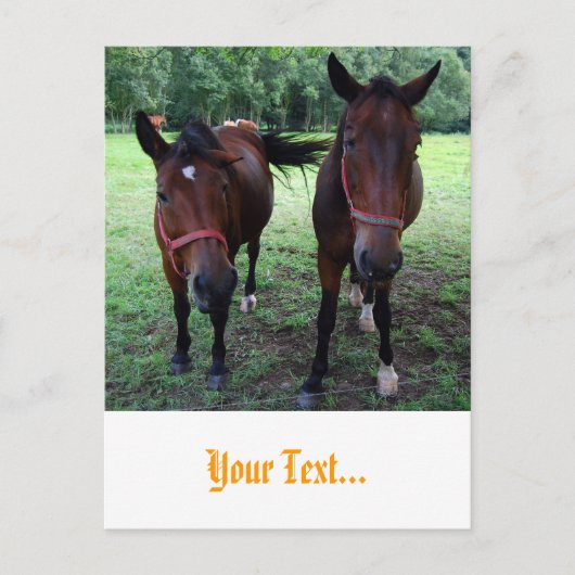 Pferde auf Weide Postkarte (Vorderseite)