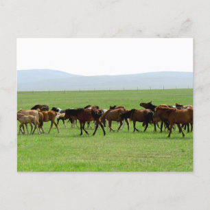 Pferde auf Weiden - Landschaft Postkarte