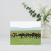 Pferde auf Weiden - Landschaft Postkarte (Stehend Vorderseite)
