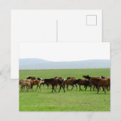 Pferde auf Weiden - Landschaft Postkarte (Vorne/Hinten)
