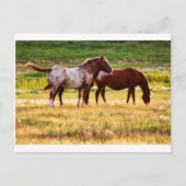Pferde auf Weiden Postkarte (Vorderseite)