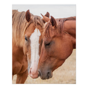Pferde beim gegenseitigen Beschnuppern auf einer W Poster
