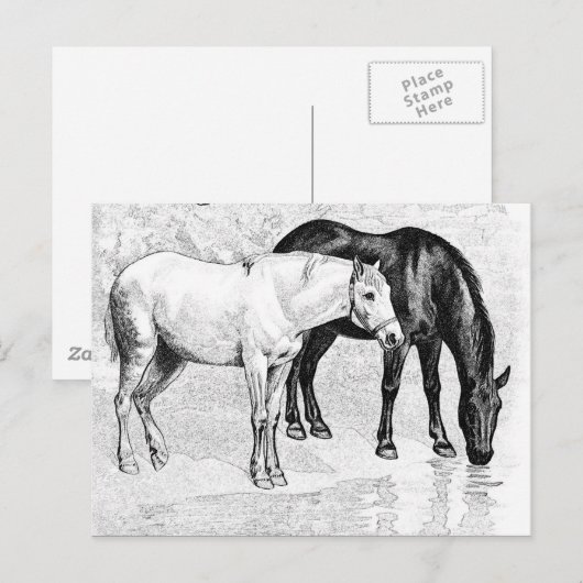 Pferde, Bleistift gezeichnet Postkarte (Vorne/Hinten)