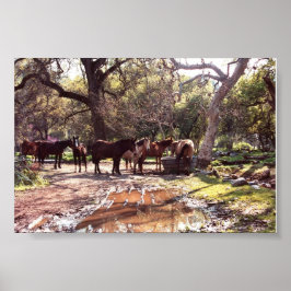 Pferde Das Wasserloch Drei Flüsse Kalifornien Poster