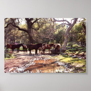 Pferde Das Wasserloch Drei Flüsse Kalifornien Poster