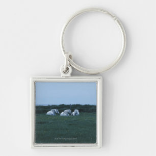 Pferde, die auf dem Gebiet, Perci, Quebec, Kanada Schlüsselanhänger