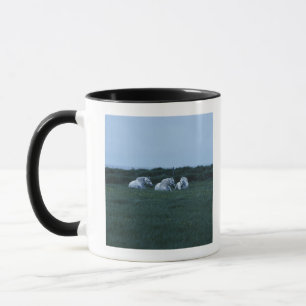 Pferde, die auf dem Gebiet, Perci, Quebec, Kanada Tasse