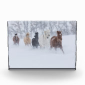Pferde, die durch den Schnee laufen Fotoblock (Vorderseite)